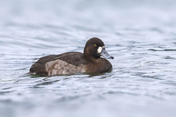 Greater Scaup female, Aythya marila, Azores, Portugal