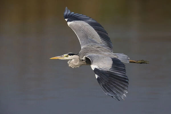 Grey Heron flying, Ardea cinerea, Italy