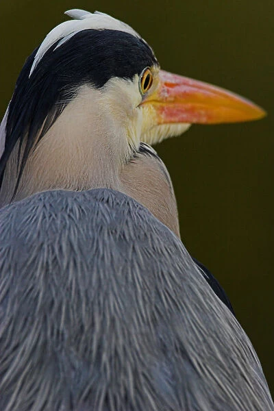 Grey Heron head close-up, Ardea cinerea