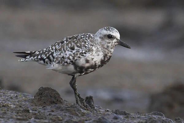 Grey Plover moulting to winterplumage, Pluvialis squatarola, Azores, Portugal