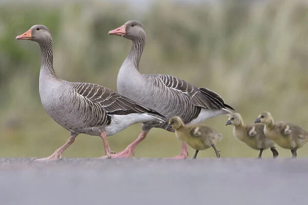 Greylag geese as breeding bird, Netherlands