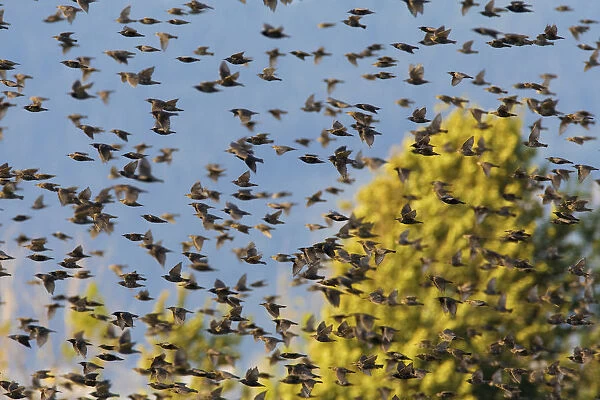 Groep of Common Starlings in flight, Sturnus vulgaris, Italy
