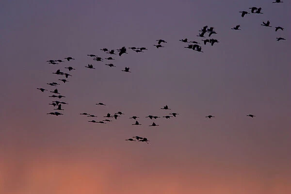 Group of Common Cranes in flight, Grus grus