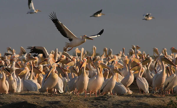 A group of Great White Pelicans Senegal, Pelecanus onocrotalus