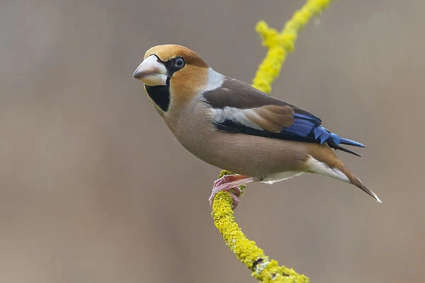 Hawfinch, Coccothraustes coccothraustes, Italy