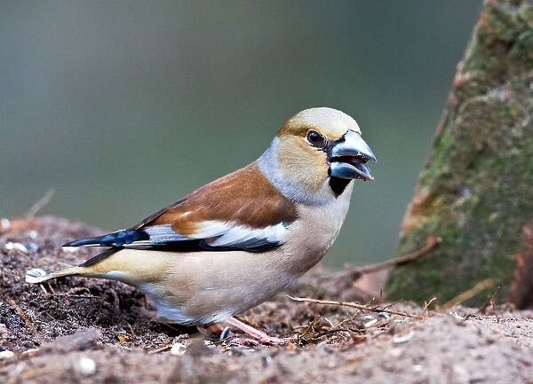 Hawfinch perched on ground with food, Coccothraustes coccothraustes