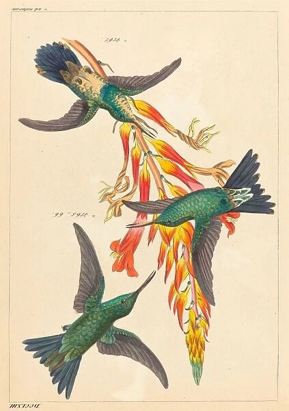 Heinrich Gottlieb Ludwig Reichenbach (German, 1793 - 1879), Three Hummingbirds with Plant
