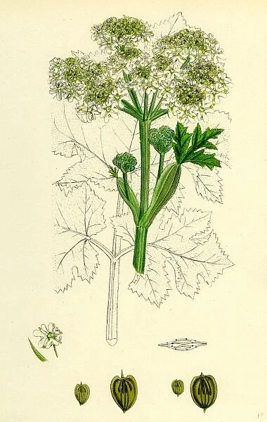 Heracleum Sphondylium; Common Cow-Parsnip