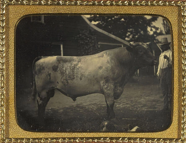 Herdsman bull American Dutchess County New York