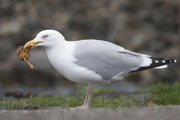 Herring Gull eating a crab, Netherlands