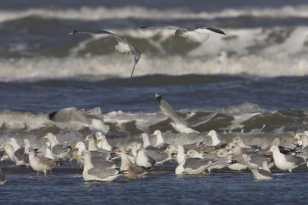 Herring Gulls trying to catch Ensis-shells, Netherlands