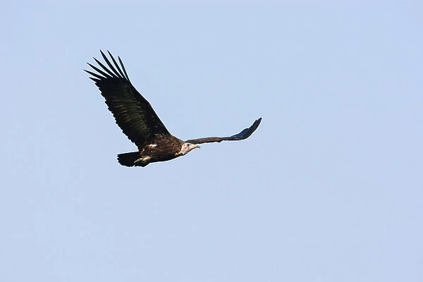 Hooded Vulture in flight, Necrosyrtes monachus, The Gambia