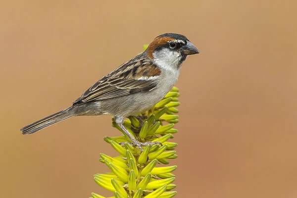 Iago Sparrow male, Passer iagoensis, Capo Verde