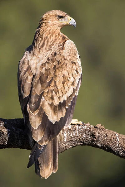 Immature Spanish Imperial Eagle (Aquila adalberti), Aquila adalberti, Spain