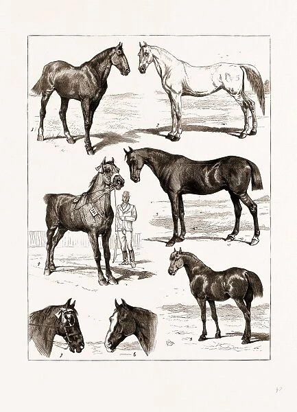 AT THE ISLINGTON HORSE SHOW, LONDON, UK, 1875: 1. Midshipman, 1st Prize