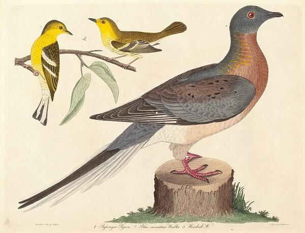 John G. Warnicke after Alexander Wilson, Passenger Pigeon, Blue-mountain Warbler