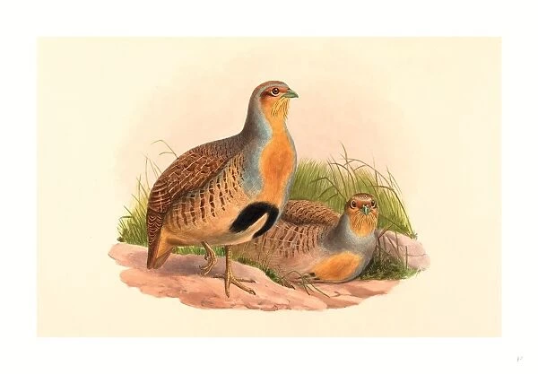John Gould and H. C. Richter (British, 1804 1881 ), Perdix barbata (Daurian Partridge)