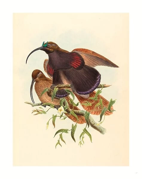John Gould and W. Hart (British, active 1851 1898 ), Drepanornis albertisi (Black-billed