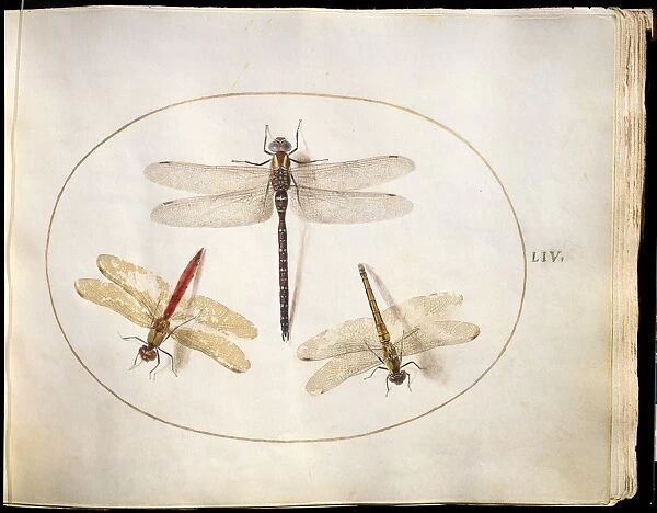 Joris Hoefnagel, Animalia Rationalia et Insecta (Ignis): Plate LIV, Flemish, 1542 - 1600
