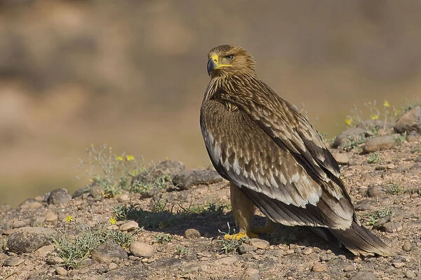 Juvenile Asian Imperial Eagle on the ground, Oman