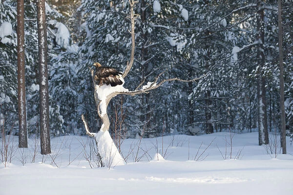 Juvenile Golden Eagle perched in a dead tree, Aquila chrysaetos, Sweden