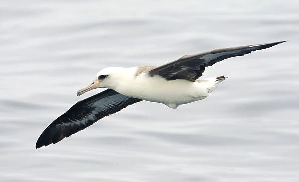 Laysan Albatross flying, Phoebastria immutabilis