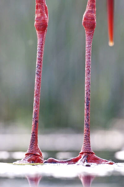 Legs from a Black Stork, Ciconia nigra, Hungary