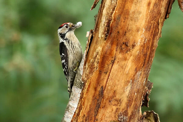 Lesser Spotted Woodpecker, Dryobates minor