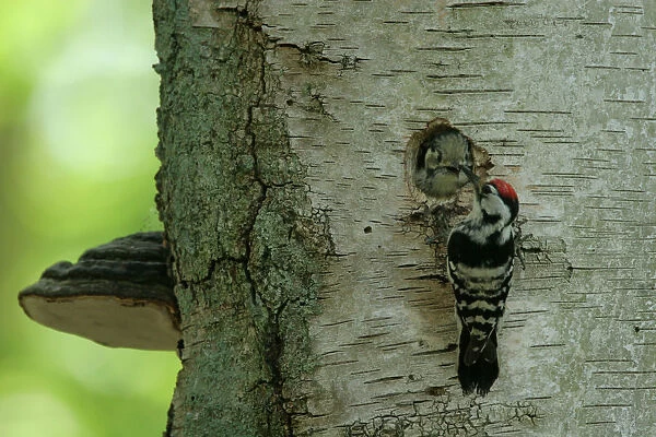 Lesser Spotted Woodpecker near nesthole feeding, Dryobates minor