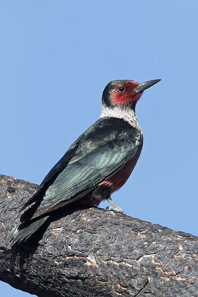 Lewis's Woodpecker, Melanerpes lewis