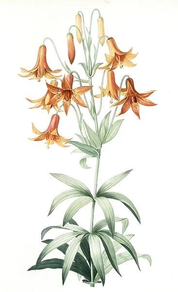 Lilium penduliflorum, Lis a fleurs pendantes, Redoute, Pierre Joseph, 1759-1840