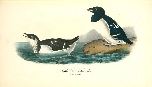 Little Auk. -- Sea dove. 1. Male. 2. Female. Audubon, John James, 1785-1851