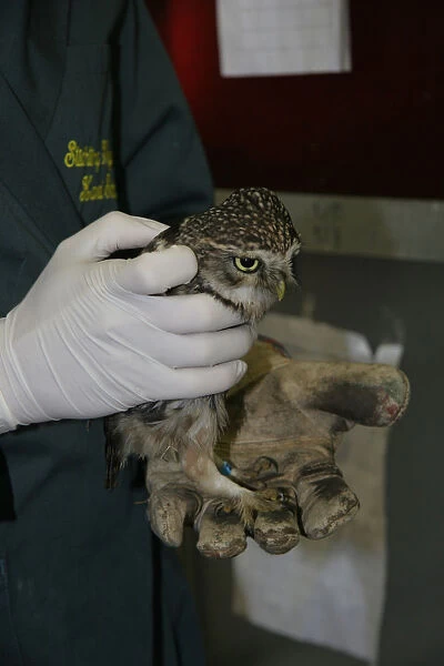 Little Owl at bird rescue sanctuary, Athene noctua
