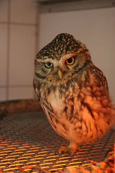 Little Owl at bird rescue sanctuary, Athene noctua