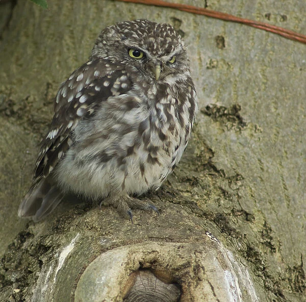 Little Owl perched in fruit tree Netherlands, Athene noctua