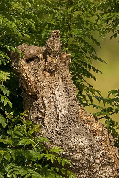 Little Owl perched on old tree trunk, Athene noctua