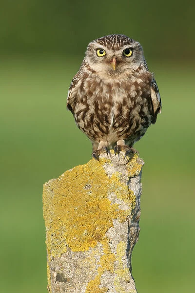 Little Owl perched on pole Netherlands, Athene noctua