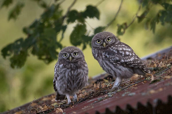 Little Owls perched on a roof, Athene noctua, The Netherlands
