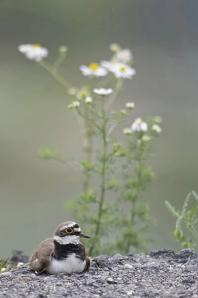 Little Ringed Plover sitting on nest, Charadrius dubius