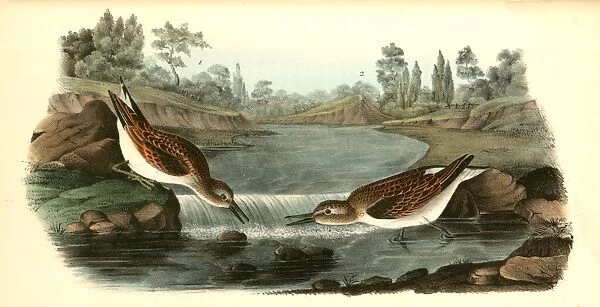 Little Sandpiper. 1. Male. Summer plumage. 2. Female. Audubon, John James, 1785-1851