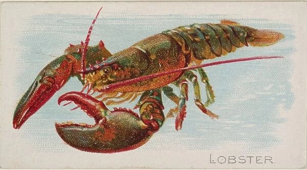 Lobster Fish American Waters series N8 Allen & Ginter Cigarettes Brands
