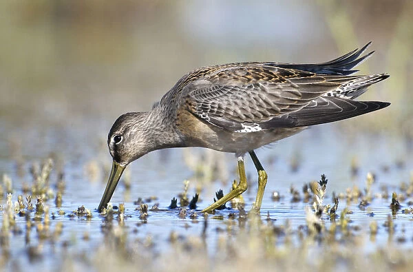 Long-billed Dowitcher, Limnodromus scolopaceus, United States
