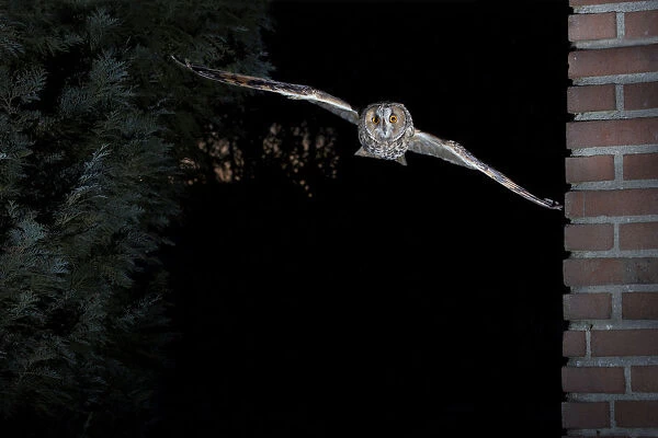 Long-eared owl flying, Netherlands