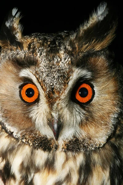 Long-eared Owl researched, Asio otus, Holland, Netherlands