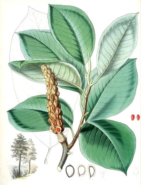 Magnolia Campbellii, H. f. et T. (Fruiting plant in foliage). Fitch, W. H. (Walter Hood)