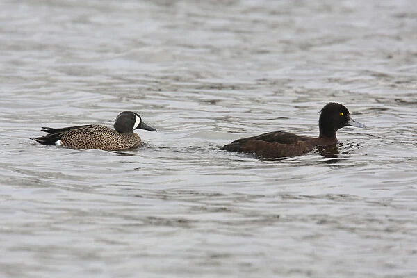 Male Blue-winged Teal with Tufted Duck, Spatula discors, Aythya fuligula