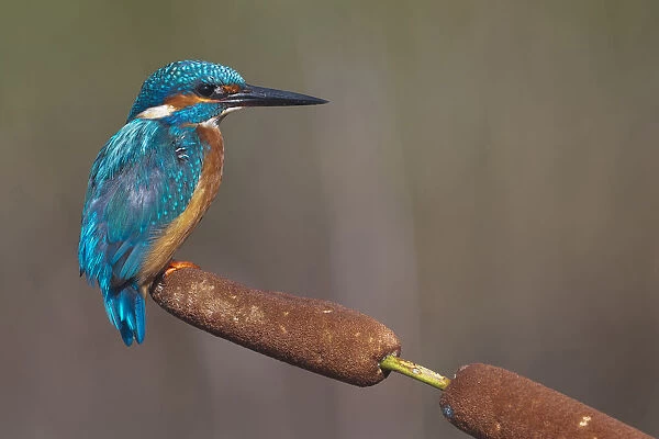 Male Common Kingfisher perched on Bulrush, Alcedo atthis, Italy