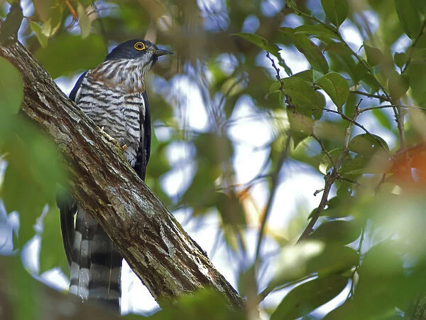 Male Large Hawk-Cuckoo, Hierococcyx sparverioides