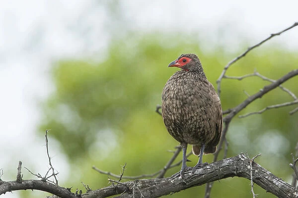 Male Swainson's Spurfowl, Pternistis swainsonii, South Africa