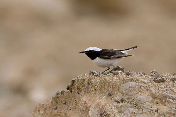 Male Western Mourning Wheatear, Oenanthe lugens